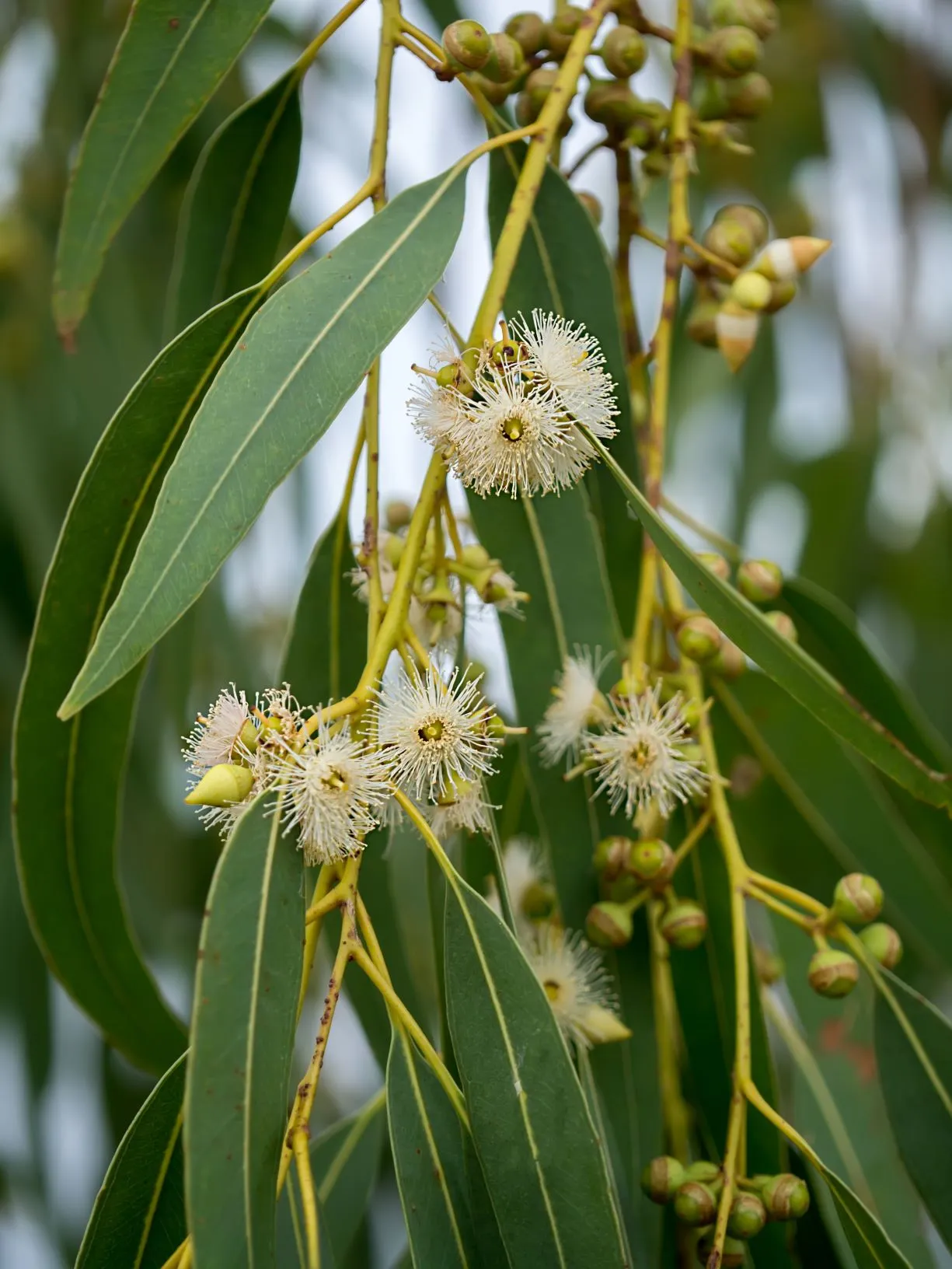 Arnica Gel with Eucalyptus Globulus NPN