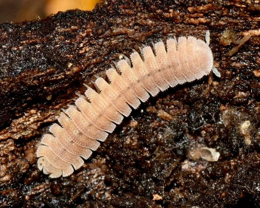 Japanese Fairy Millipede, (Niponia nodulosa)