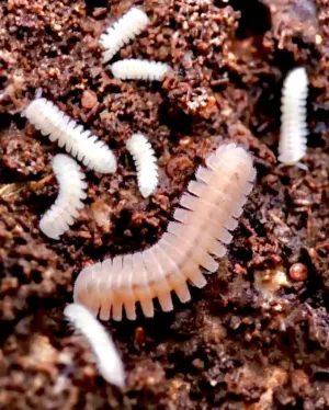 Japanese Fairy Millipede, (Niponia nodulosa)